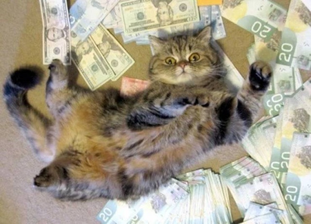 Cats And Money (30 pics)