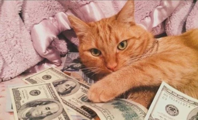 Cats And Money (30 pics)