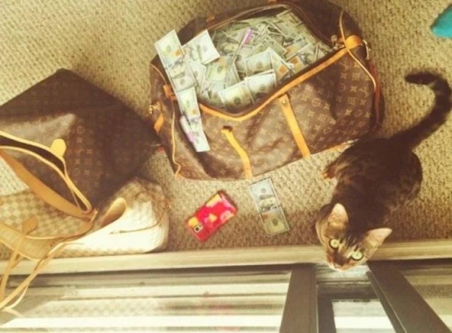 Cats And Money (30 pics)