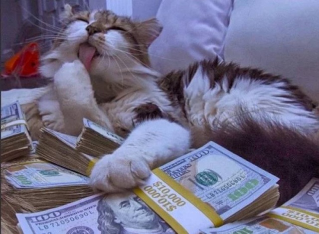 Cats And Money (30 pics)