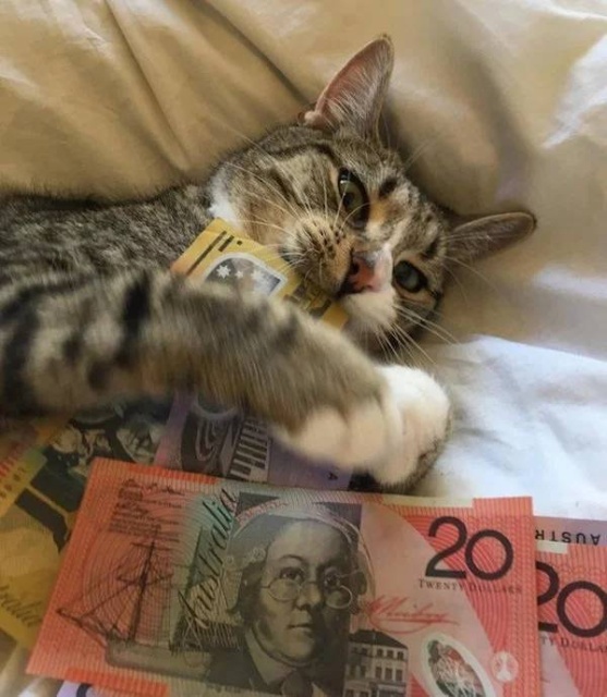 Cats And Money (30 pics)