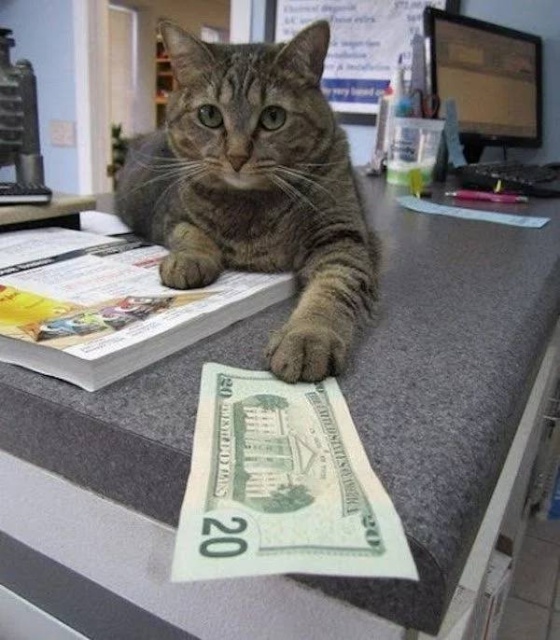 Cats And Money (30 pics)