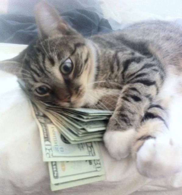 Cats And Money (30 pics)