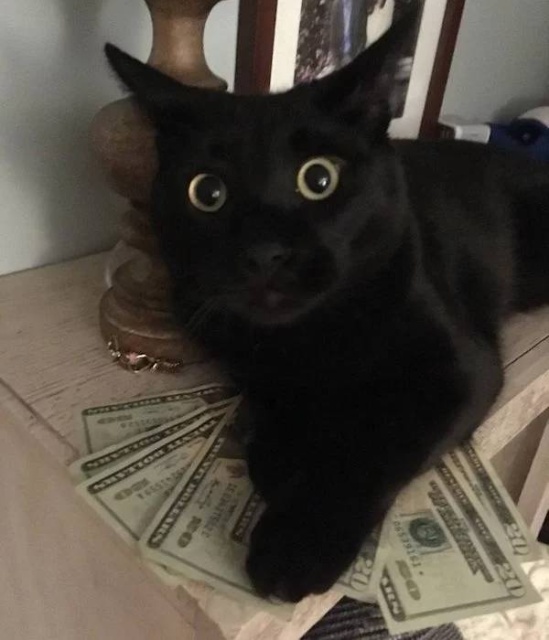 Cats And Money (30 pics)