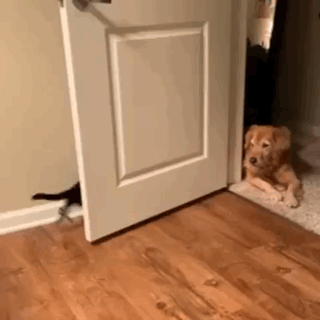 Acid Gifdump, February 20 (25 gifs)