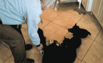 Acid Gifdump, February 20 (25 gifs)