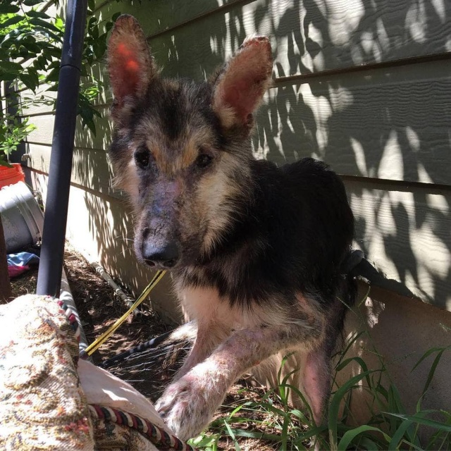 Stray Dog Before And After The Adoption (24 pics)