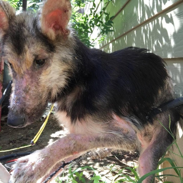 Stray Dog Before And After The Adoption (24 pics)