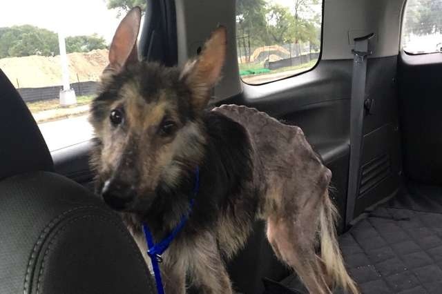 Stray Dog Before And After The Adoption (24 pics)