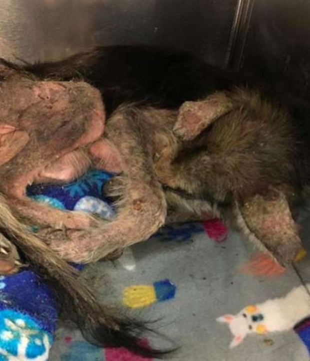 Stray Dog Before And After The Adoption (24 pics)