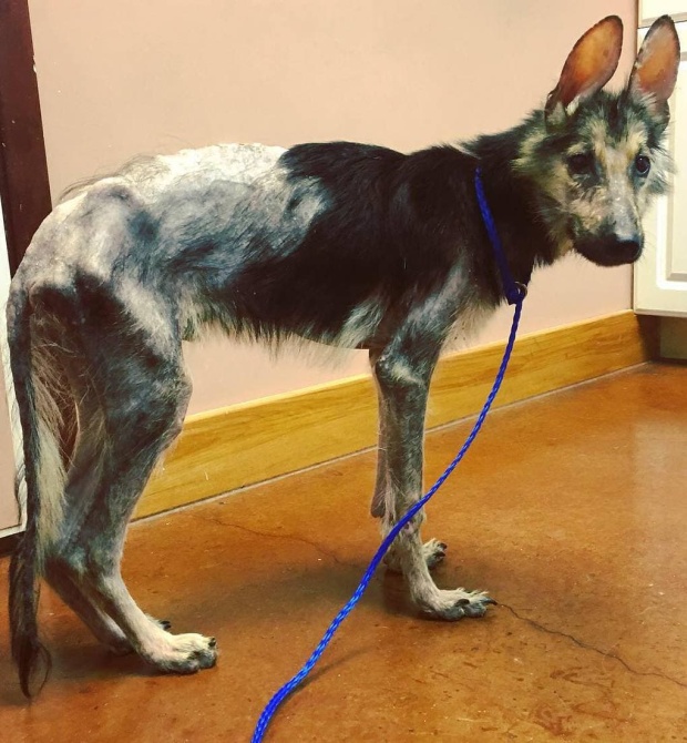 Stray Dog Before And After The Adoption (24 pics)