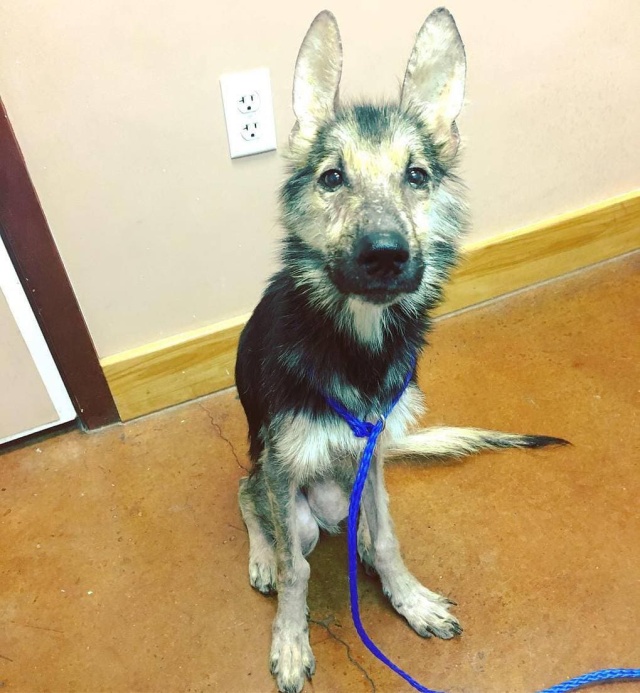 Stray Dog Before And After The Adoption (24 pics)