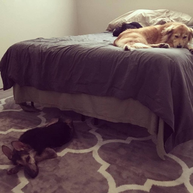 Stray Dog Before And After The Adoption (24 pics)