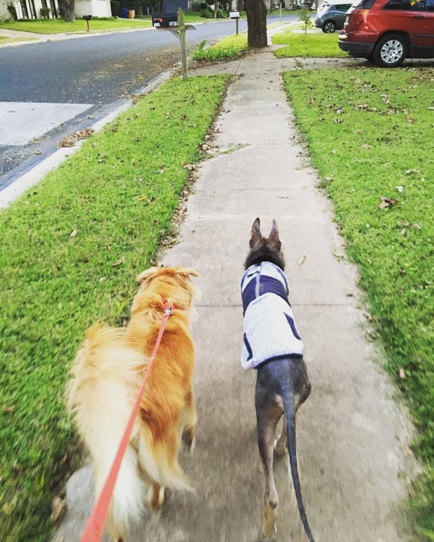 Stray Dog Before And After The Adoption (24 pics)