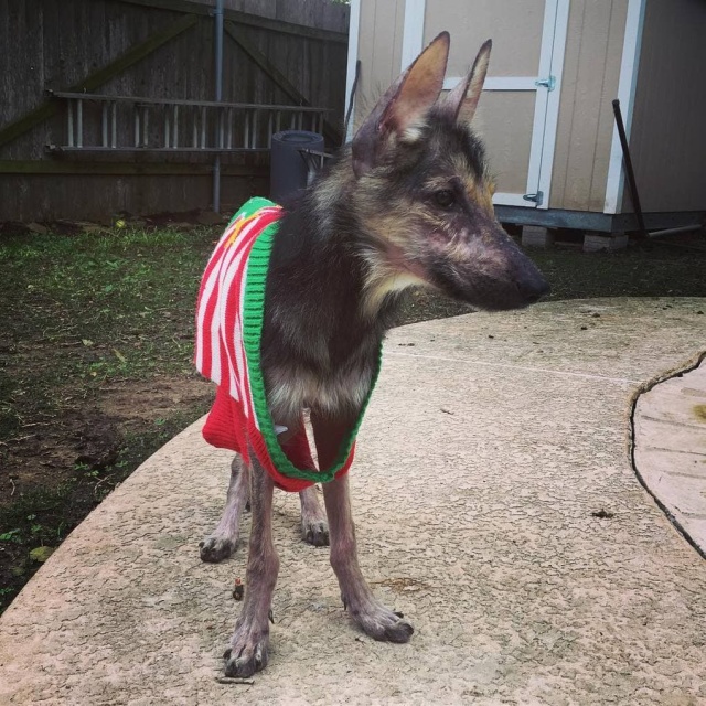 Stray Dog Before And After The Adoption (24 pics)