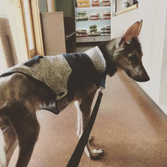 Stray Dog Before And After The Adoption (24 pics)