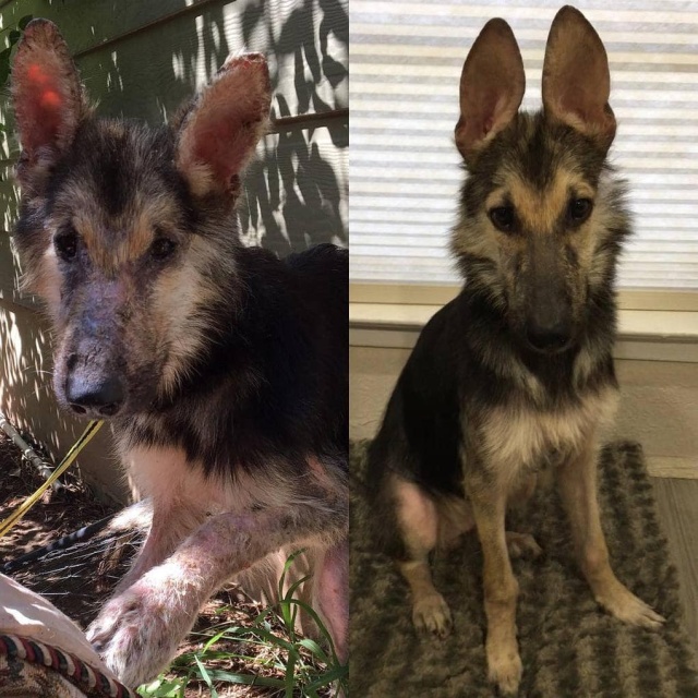 Stray Dog Before And After The Adoption (24 pics)