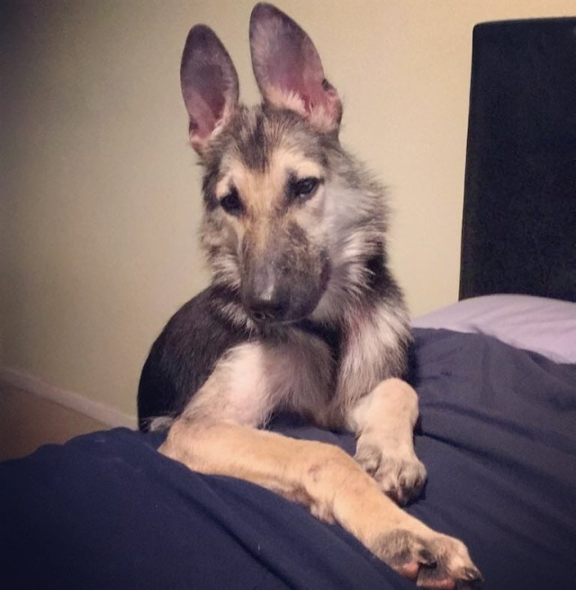 Stray Dog Before And After The Adoption (24 pics)