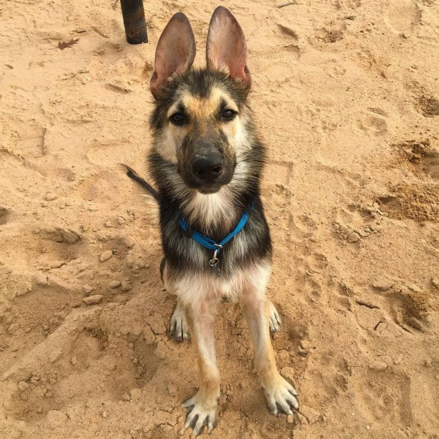 Stray Dog Before And After The Adoption (24 pics)