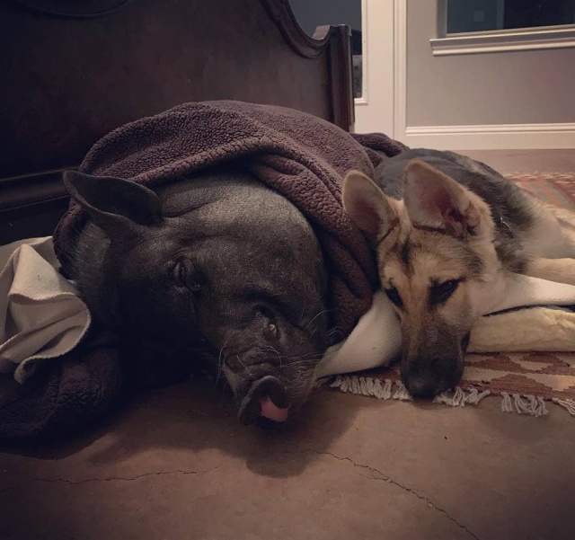 Stray Dog Before And After The Adoption (24 pics)