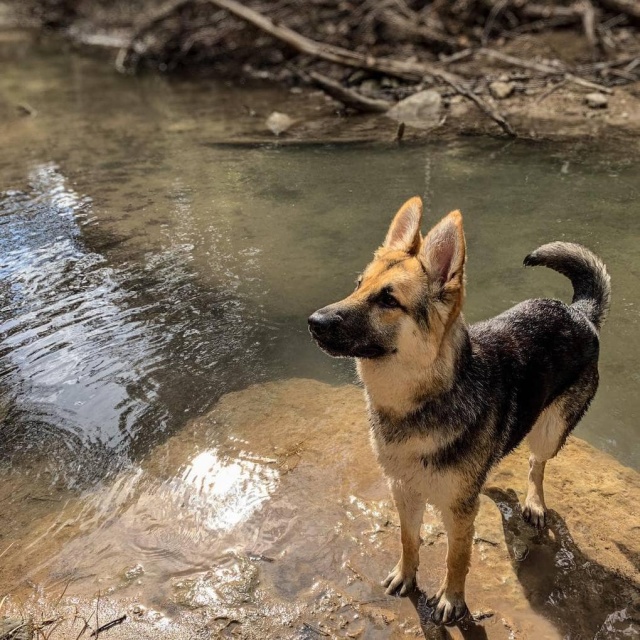 Stray Dog Before And After The Adoption (24 pics)
