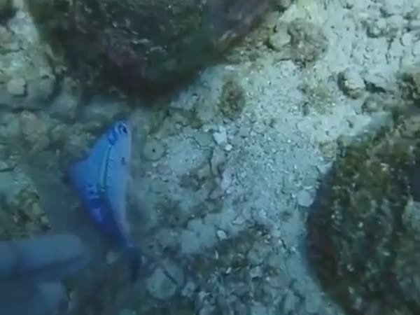 Why You Should Not Throw Plastic Bags In The Ocean