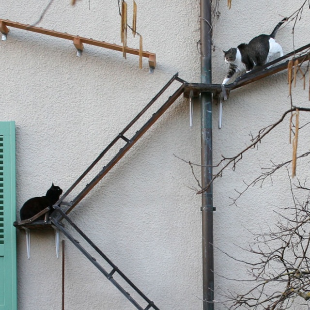 Cat Ladders In Switzerland (19 pics)