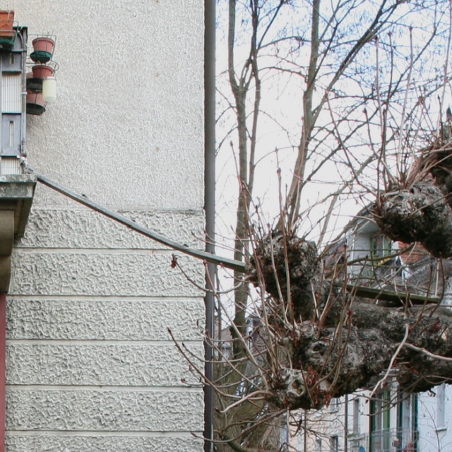 Cat Ladders In Switzerland (19 pics)