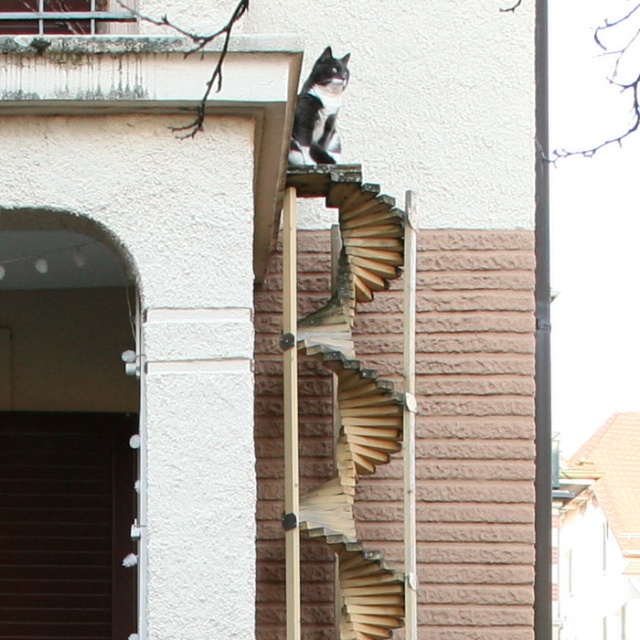 Cat Ladders In Switzerland (19 pics)