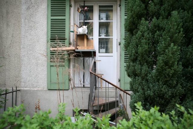 Cat Ladders In Switzerland (19 pics)