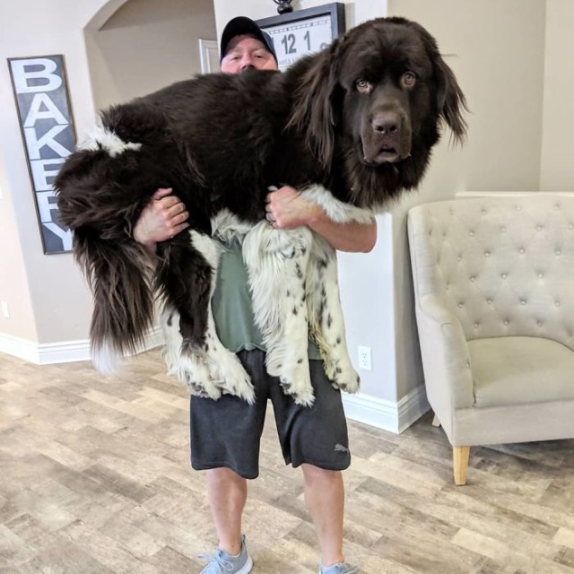 Newfoundlands Are Amazing (30 pics)