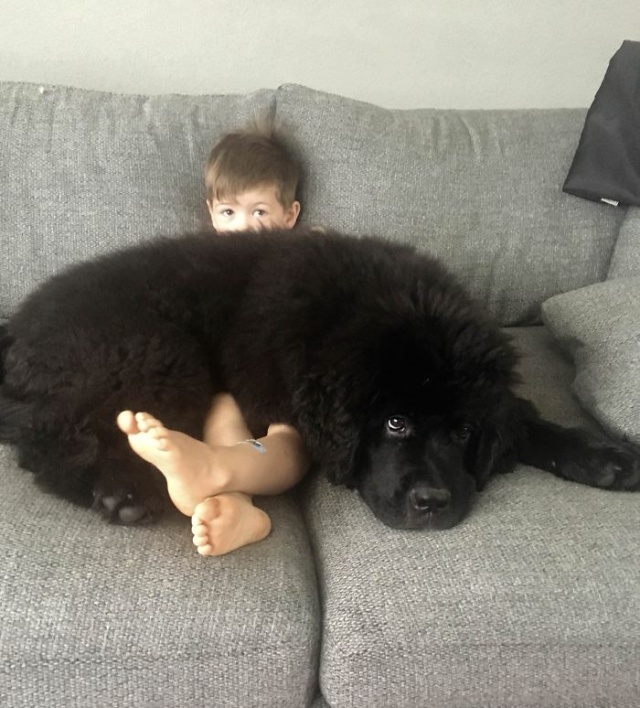 Newfoundlands Are Amazing (30 pics)