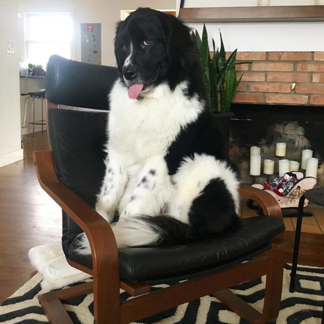Newfoundlands Are Amazing (30 pics)