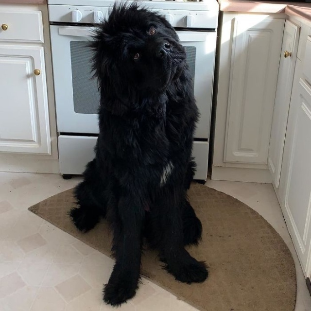 Newfoundlands Are Amazing (30 pics)