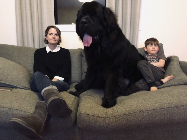 Newfoundlands Are Amazing (30 pics)