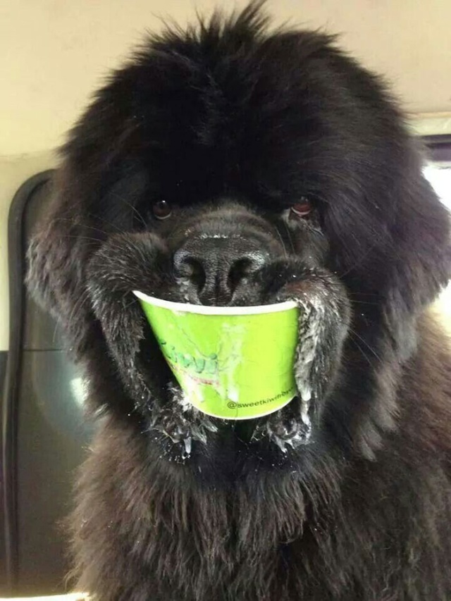 Newfoundlands Are Amazing (30 pics)