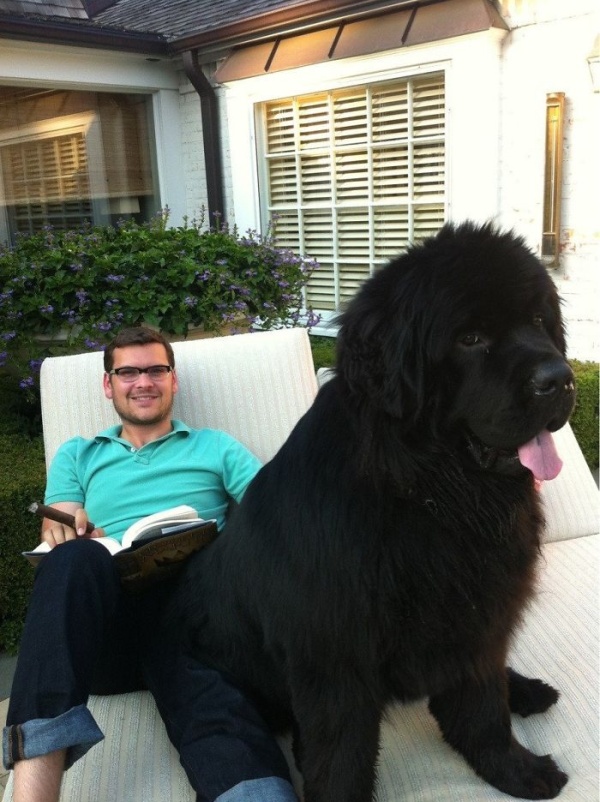 Newfoundlands Are Amazing (30 pics)