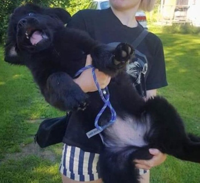 Newfoundlands Are Amazing (30 pics)