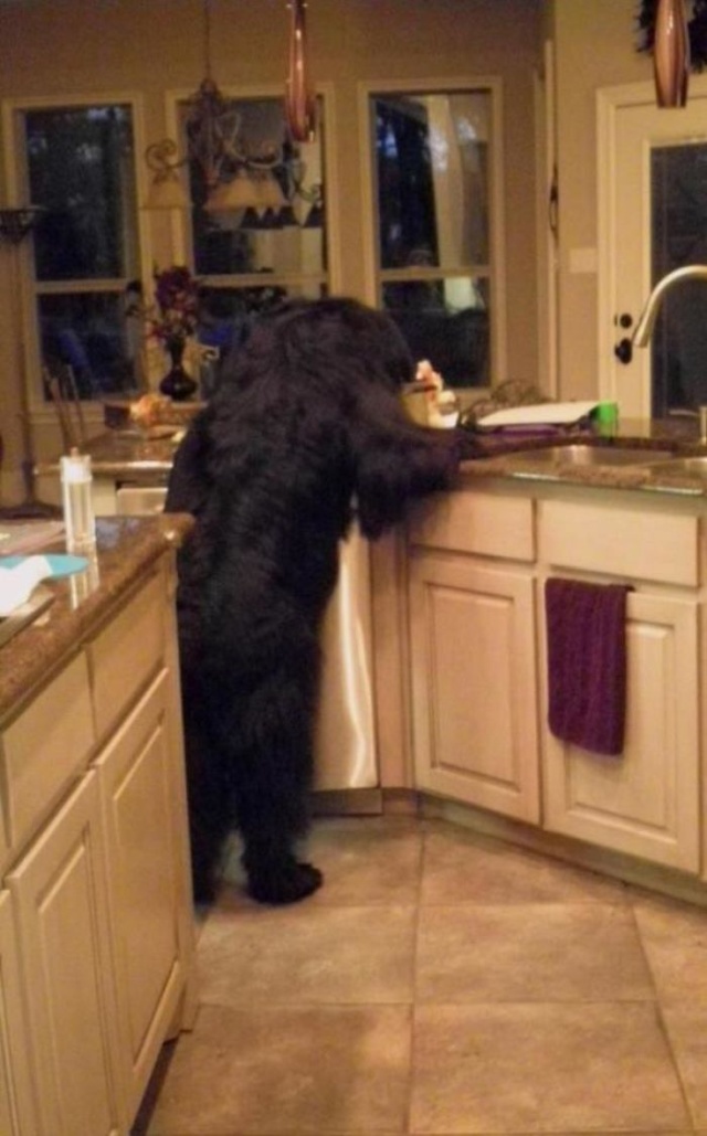 Newfoundlands Are Amazing (30 pics)