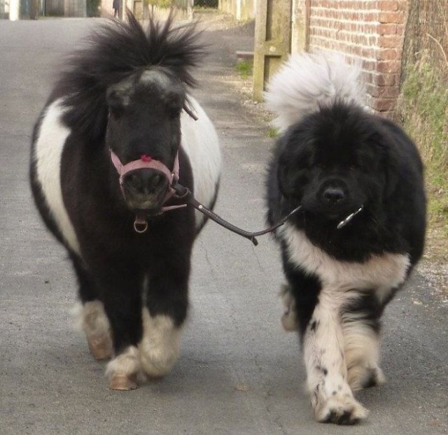 Newfoundlands Are Amazing (30 pics)