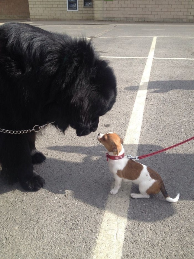 Newfoundlands Are Amazing (30 pics)