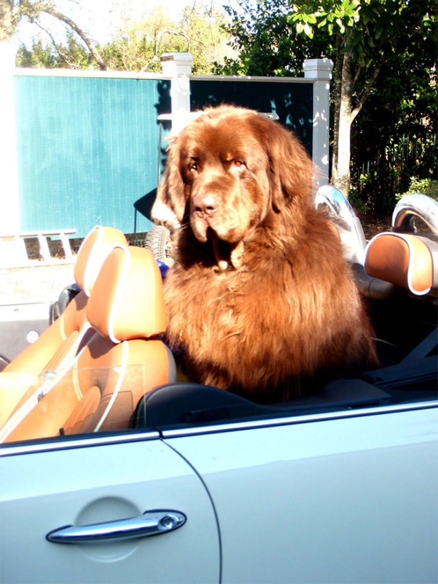 Newfoundlands Are Amazing (30 pics)