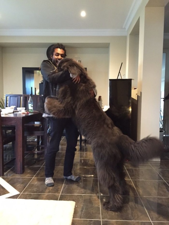 Newfoundlands Are Amazing (30 pics)