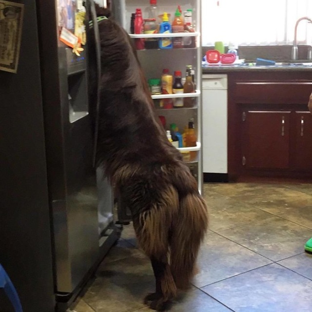 Newfoundlands Are Amazing (30 pics)