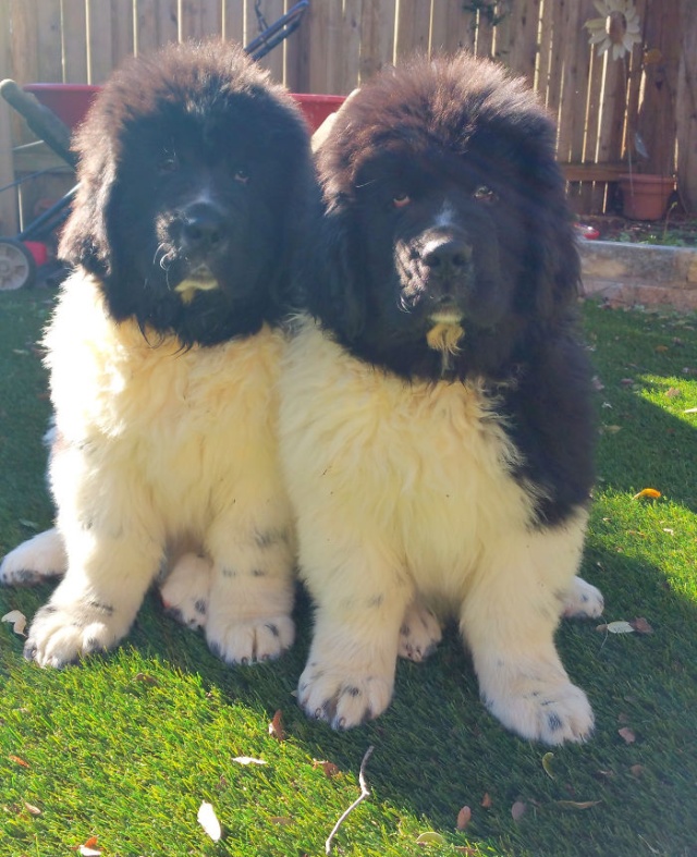 Newfoundlands Are Amazing (30 pics)