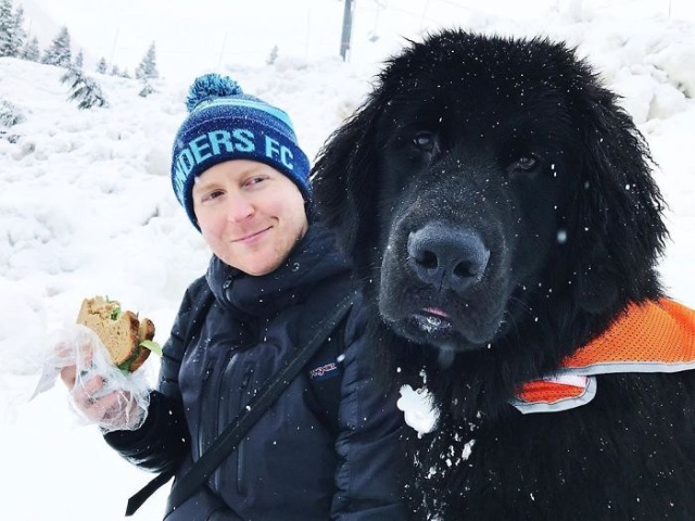 Newfoundlands Are Amazing (30 pics)