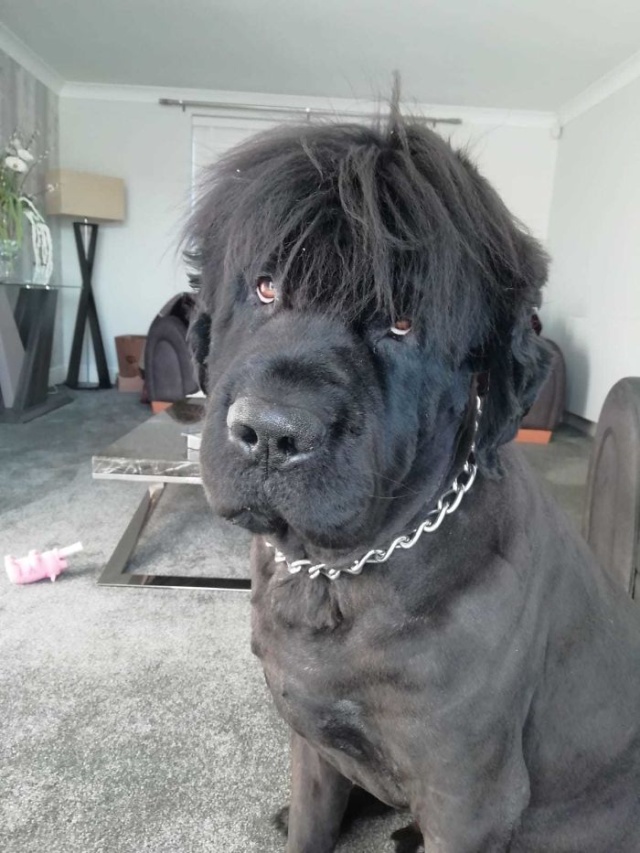Newfoundlands Are Amazing (30 pics)