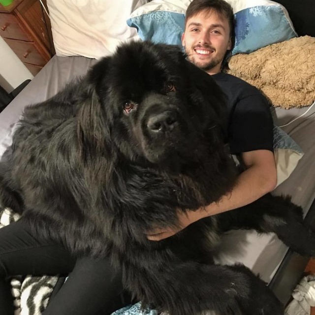 Newfoundlands Are Amazing (30 pics)