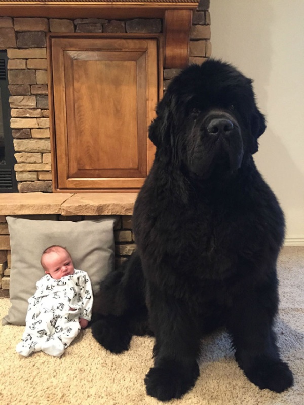 Newfoundlands Are Amazing (30 pics)