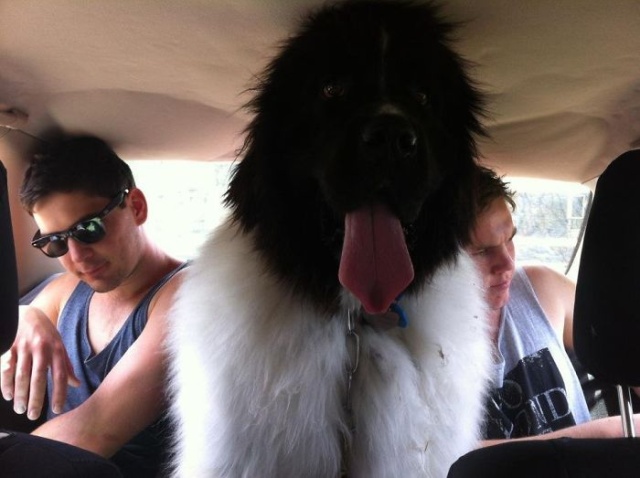 Newfoundlands Are Amazing (30 pics)